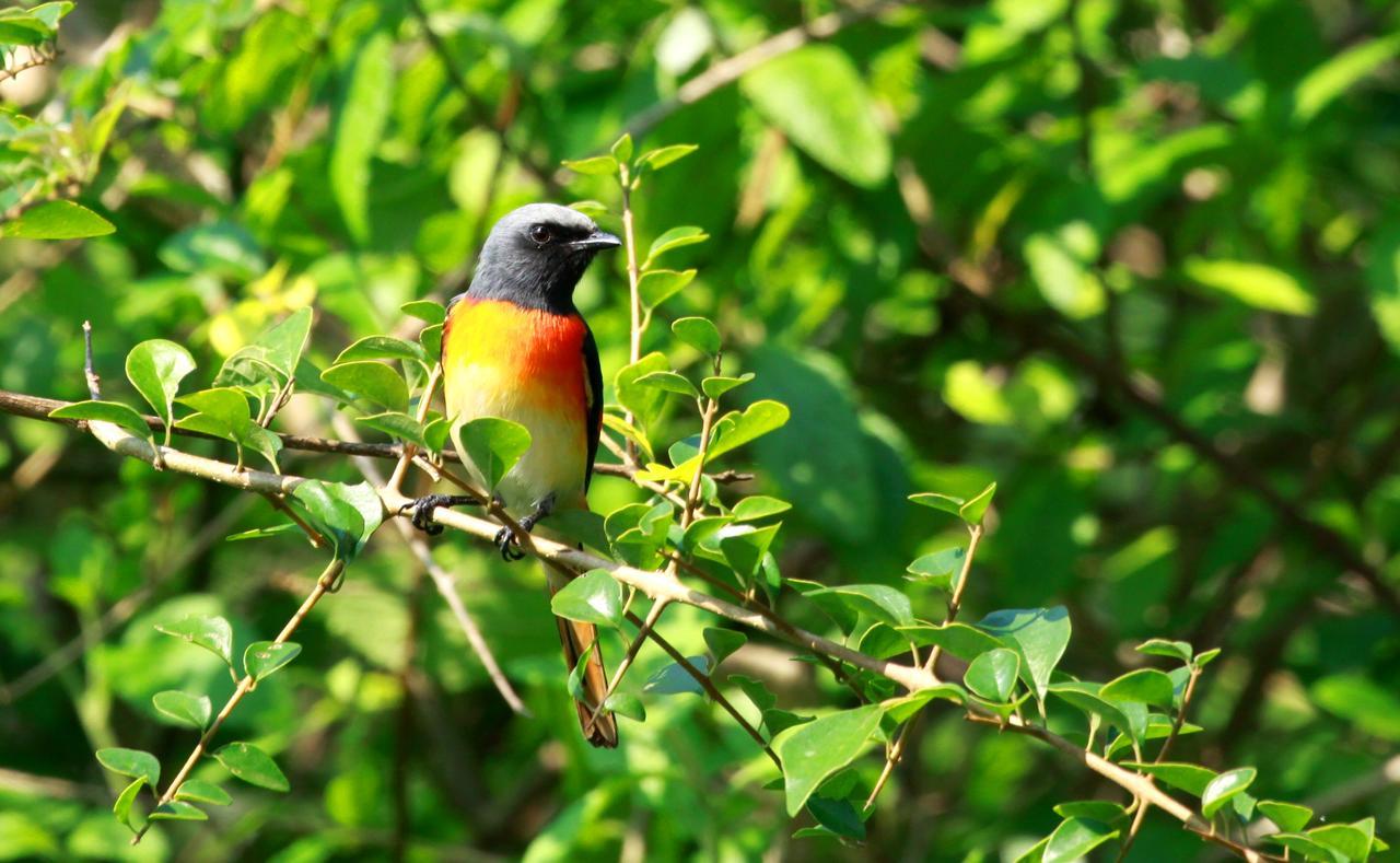 Vila The Ibis - Wilpattu Puttalam Exteriér fotografie