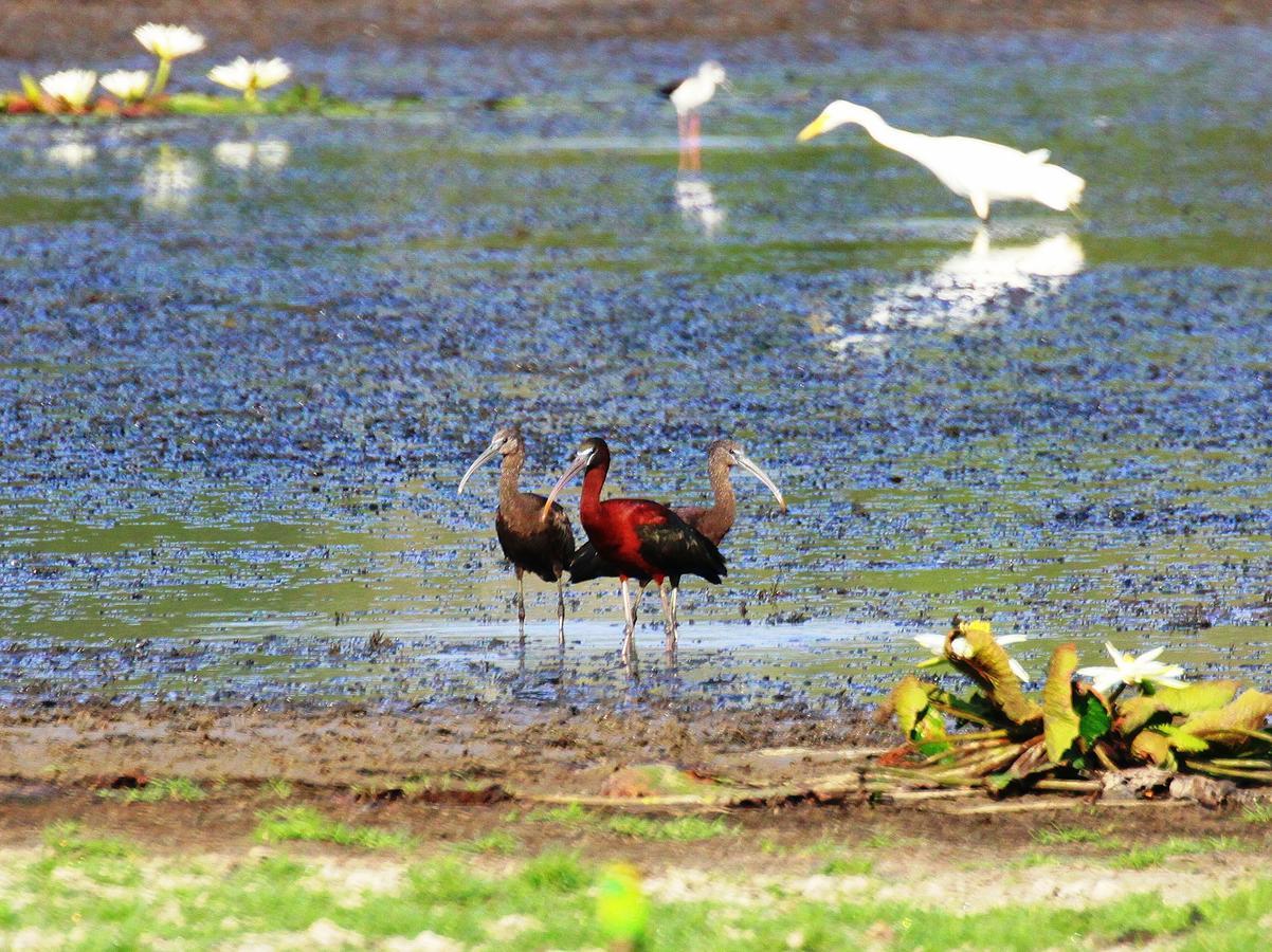 Vila The Ibis - Wilpattu Puttalam Exteriér fotografie