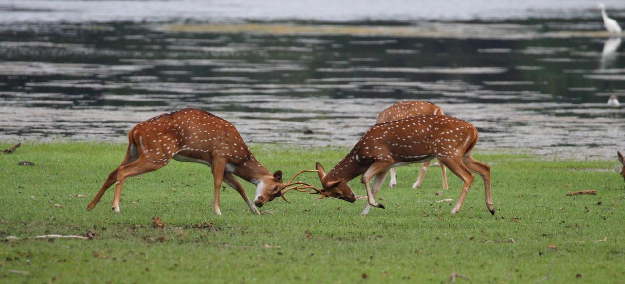 Vila The Ibis - Wilpattu Puttalam Exteriér fotografie